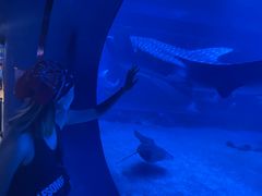 -烟台海昌鲸鲨海洋公园