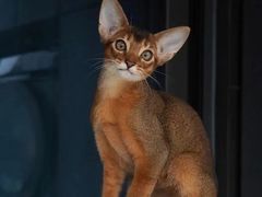 -猫十亿·布偶金渐层·曼基康矮脚猫舍(青年路店)