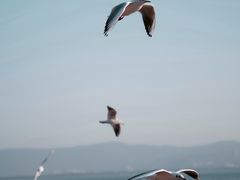 -深圳湾公园(南山区)