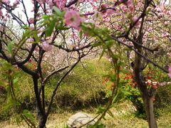 -石家庄市植物园