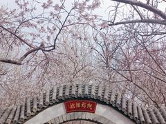 -桃花堤公园