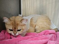 -宠颐生宠物医院·骨外科·犬猫全科诊疗中心(池州店)