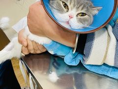 -瑞派名望24h动物医院异宠专科·猫专科·骨科·重症监护分院