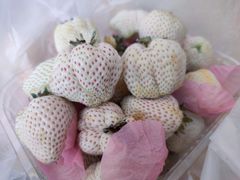 淡雪草莓-北京清河镇农副产品交易市场中心