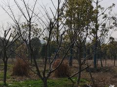 -九里河湿地公园
