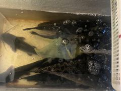 -金三可市井水煮鱼(金碧园店)