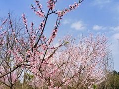 -白鹭湾湿地公园