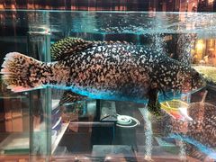 -金翠皇宫粤菜·点心·海鲜(科技园店)