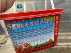 -喜杨洋草莓采摘园