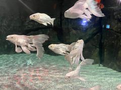 -石家庄海洋公园