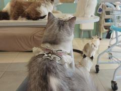 -怪兽屋·羊驼·猫咖·狗咖(俊华广场店)