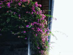 -日落吧·海景咖啡厅·餐酒吧·鸡尾酒·下午茶·乐队表演·浪漫夕阳·三亚文华东方酒店