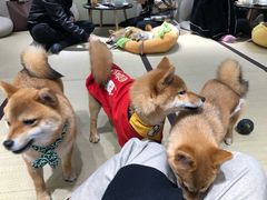 -逗柴咖啡屋·狗咖猫咖宠物桌游