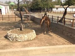 长颈鹿-西安秦岭野生动物园