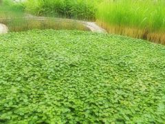 -活水公园