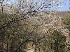 -阳台山自然风景区