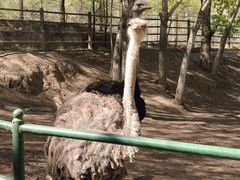 -青藏高原野生动物园