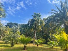 -深圳仙湖植物园