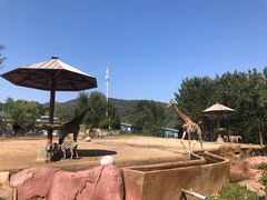 -大连森林动物园