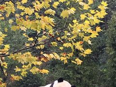 -都江堰中华大熊猫苑