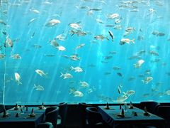 -瑞德姆美人鱼海底演艺主题餐厅(亚龙湾店)