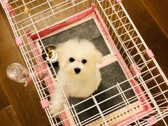 -PETKIT小佩宠物·低压洗护(国顺东路店)