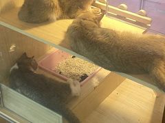 -爪爪喵星球·猫舍(前海卓越店)