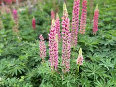 -紫颐香薰山谷景区