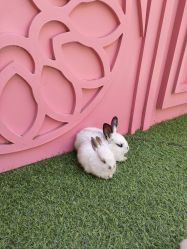 -萌宠亲子动物乐园(槐房万达店)