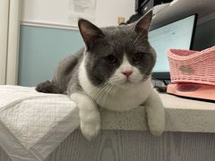 -纳吉亚猫专科动物医院·北北分院