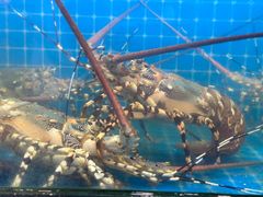 -醉壹号海鲜大排档(厦门美食地标店)