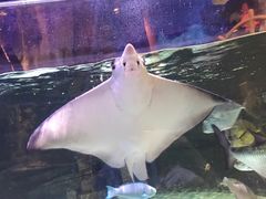 -迪拜水族馆及水下动物园