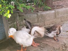-新合益乡村农庄
