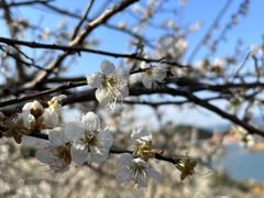 -广州市流溪河国家森林公园