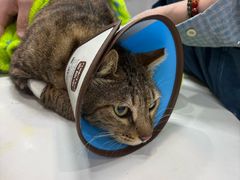 -瑞派动物医院·绝育·犬猫全科·预防医学(光景江南中店)