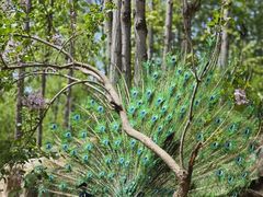 -哈尔滨北方森林动物园