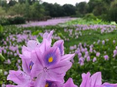 -白鹭湾湿地公园