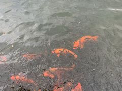 -苏堤停车场
