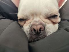 -怪兽屋·羊驼·猫咖·狗咖(俊华广场店)