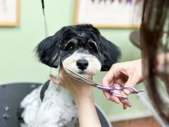 -鑫艺宠物美容培训学校