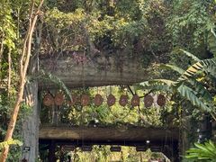 -西双版纳原始森林公园