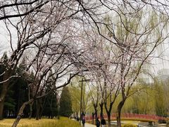 -元大都城垣遗址公园