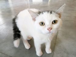 店家的猫-M Hair造型