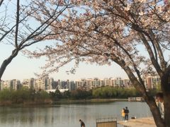 -新江湾城公园