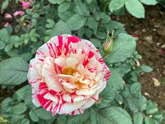 -人民公园(罗湖区)