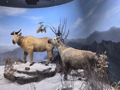 -陕西自然博物馆