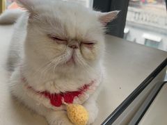 -怪兽屋·羊驼·猫咖·狗咖(俊华广场店)