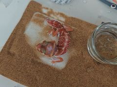 -酷以爬仙阁实体爬宠店·守宫·蜥蜴·专业繁育