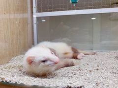 -藦茜花园宠物主题亲子互动体验馆(国顺东路店)