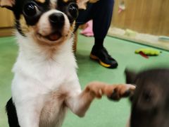 -藦茜花园宠物主题亲子互动体验馆(国顺东路店)